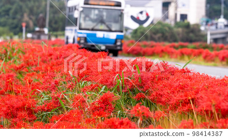 Beautiful amaryllis and bus scenery ``Higanbana no Sato (Akushiisaka Ward, Kikuchi City)'' 98414387