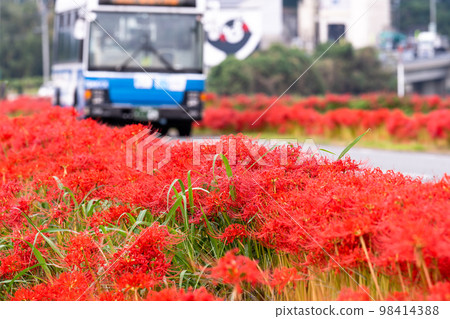 Beautiful amaryllis and bus scenery ``Higanbana no Sato (Akushiisaka Ward, Kikuchi City)'' 98414388