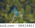 美麗的藍色蝴蝶蜻蜓 1 98414461