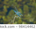 美麗的藍蜻蜓 2 98414462
