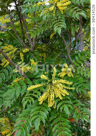 植物園 Mahonia Media Charity 98414526