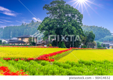 Rice ears, rural scenery and cluster amaryllis scenery ``Higanbana no Sato (Akushiisaka Ward, Kikuchi City)'' Rice ears, rural scenery and cluster amaryllis scenery ``Higanbana no Sato (Akushiisaka Ward, Kikuchi City)'' 98414632