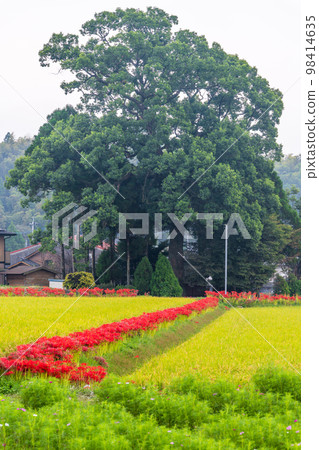稻穗、田園風光和群孤挺花風光``彼岸花之鄉（菊池市赤司坂區）'' 98414635