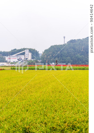 稻穗、田園風光和群孤挺花風光``彼岸花之鄉(菊池市赤司坂區)'' 稻穗、田園風光和群孤挺花風光``彼岸花之鄉(菊池市赤司坂區)'' 98414642
