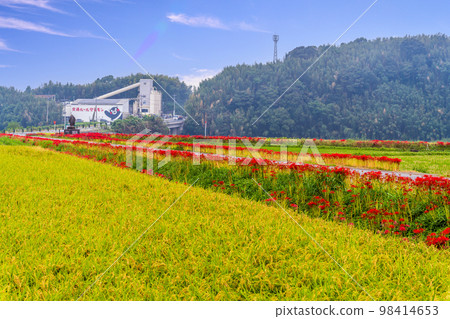 稻穗、田園風光和群孤挺花風光``彼岸花之鄉(菊池市赤司坂區)'' 稻穗、田園風光和群孤挺花風光``彼岸花之鄉(菊池市赤司坂區)'' 98414653