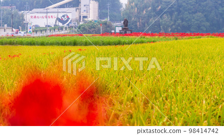 秋天的風景``彼岸花之鄉(菊池市明石坂區)'' 秋天的風景``彼岸花之鄉(菊池市明石坂區)'' 98414742