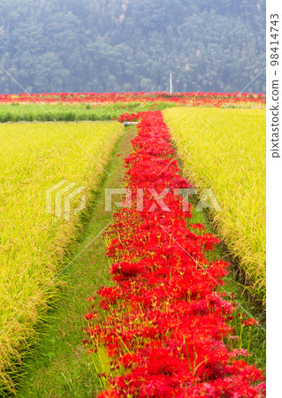 秋天的風景``彼岸花之鄉(菊池市明石坂區)'' 秋天的風景``彼岸花之鄉(菊池市明石坂區)'' 98414743