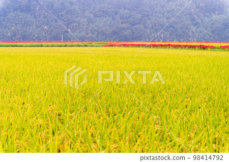 美麗的秋天風景``Higanbana-no-Sato(菊池市Akushiisaka區)'' 美麗的秋天風景``Higanbana-no-Sato(菊池市Akushiisaka區)'' 98414792