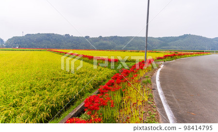 美麗的秋天風景``Higanbana-no-Sato(菊池市Akushiisaka區)'' 美麗的秋天風景``Higanbana-no-Sato(菊池市Akushiisaka區)'' 98414795