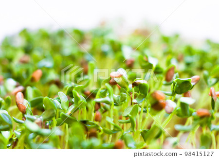 Sprouting of the seeds (linseeds) Sprouting of the seeds (linseeds) 98415127