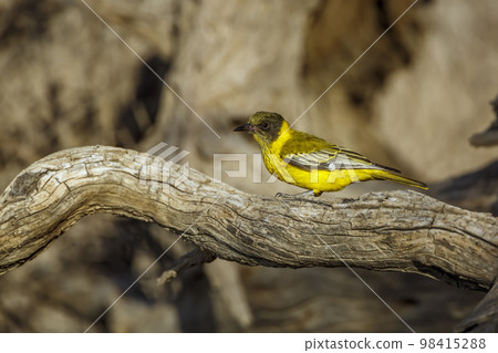 African Black headed Oriole in Kgalagadi transfrontier park, South Africa 98415288