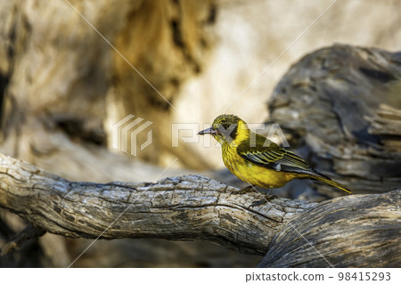 African Black headed Oriole in Kgalagadi transfrontier park, South Africa African Black headed Oriole in Kgalagadi transfrontier park, South Africa 98415293