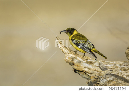 African Black headed Oriole in Kgalagadi transfrontier park, South Africa African Black headed Oriole in Kgalagadi transfrontier park, South Africa 98415294