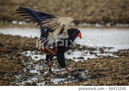 Bateleur Eagle in Kgalagadi transfrontier park, South Africa Bateleur Eagle in Kgalagadi transfrontier park, South Africa 98415298