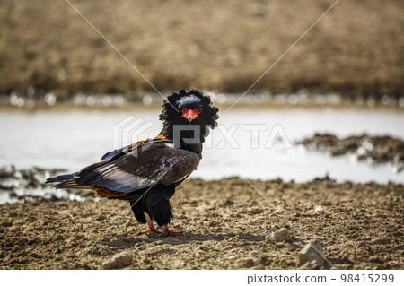 Bateleur Eagle in Kgalagadi transfrontier park, South Africa 98415299