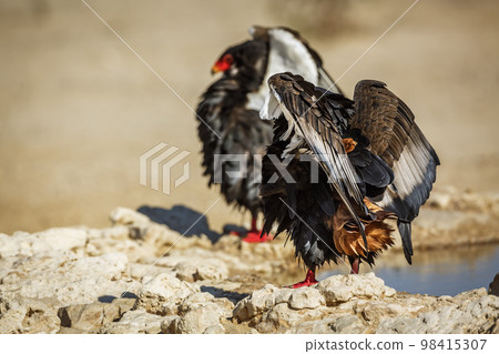 Bateleur Eagle in Kgalagadi transfrontier park, South Africa Bateleur Eagle in Kgalagadi transfrontier park, South Africa 98415307
