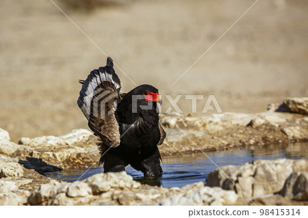 Bateleur Eagle in Kgalagadi transfrontier park, South Africa Bateleur Eagle in Kgalagadi transfrontier park, South Africa 98415314