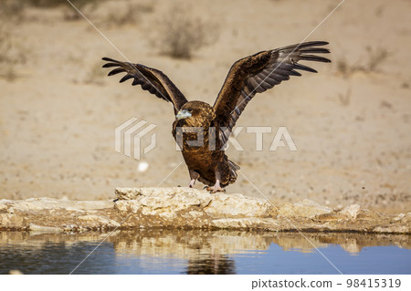 Bateleur Eagle in Kgalagadi transfrontier park, South Africa 98415319