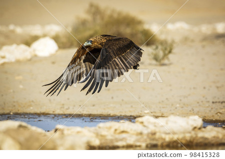 Bateleur Eagle in Kgalagadi transfrontier park, South Africa Bateleur Eagle in Kgalagadi transfrontier park, South Africa 98415328
