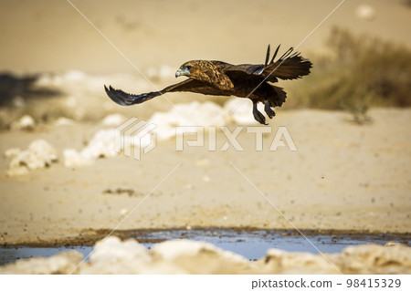 Bateleur Eagle in Kgalagadi transfrontier park, South Africa Bateleur Eagle in Kgalagadi transfrontier park, South Africa 98415329