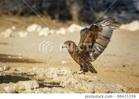 Bateleur Eagle in Kgalagadi transfrontier park, South Africa Bateleur Eagle in Kgalagadi transfrontier park, South Africa 98415339