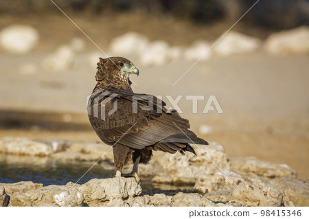 Bateleur Eagle in Kgalagadi transfrontier park, South Africa Bateleur Eagle in Kgalagadi transfrontier park, South Africa 98415346