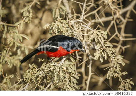 Crimson breasted Gonolek in Kgalagadi transfrontier park, South Africa Crimson breasted Gonolek in Kgalagadi transfrontier park, South Africa 98415355