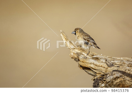 Sociable Weaver in Kgalagadi transfrontier park, South Africa 98415376