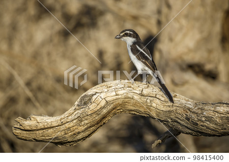 White browed Sparrow Weaver in Kgalagadi transfrontier park, South Africa 98415400