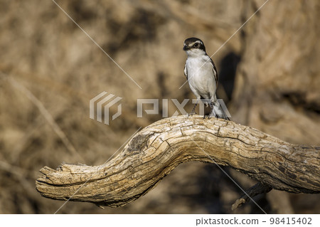 White browed Sparrow Weaver in Kgalagadi transfrontier park, South Africa White browed Sparrow Weaver in Kgalagadi transfrontier park, South Africa 98415402