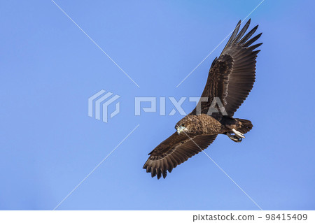 Bateleur Eagle in Kgalagadi transfrontier park, South Africa 98415409