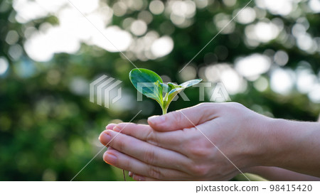 A woman holds a sprout in her hands outdoors. A woman holds a sprout in her hands outdoors. 98415420
