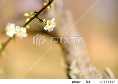 梅花開始綻放 98415452