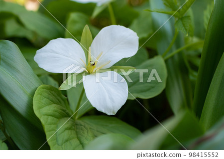 Trillium trillium in spring field 98415552