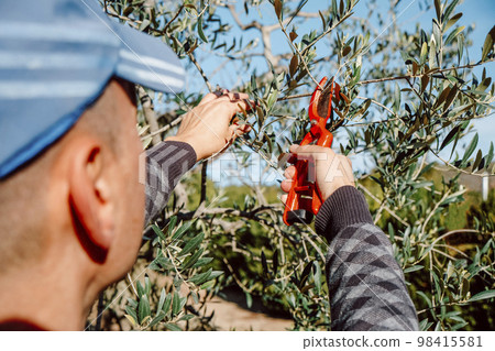 man prunes an olive tree with pruning shears man prunes an olive tree with pruning shears 98415581
