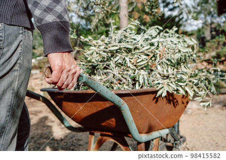 man pushing a wheelbarrow full of olive branches man pushing a wheelbarrow full of olive branches 98415582