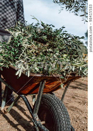man pushing a rusty wheelbarrow full of branches 98415583