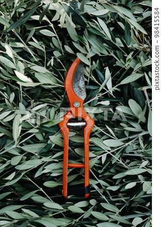 pruning shears and olive prunings pruning shears and olive prunings 98415584
