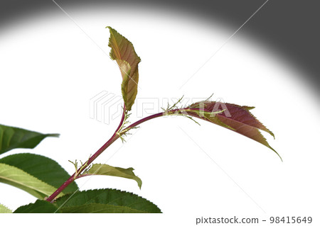 War and Peace image (fix photo) War and Peace image (fix photo) 98415649