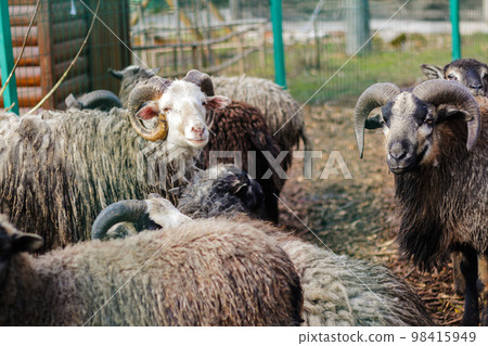 Ram black and white in zoo. Close up of head and horns of a wild big horned sheep. Many rams. Out of focus Ram black and white in zoo. Close up of head and horns of a wild big horned sheep. Many rams. Out of focus 98415949
