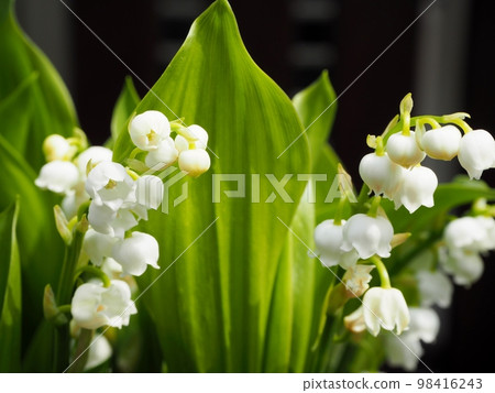 鈴蘭莉莉 98416243