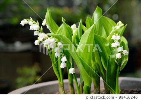 鈴蘭莉莉 98416246