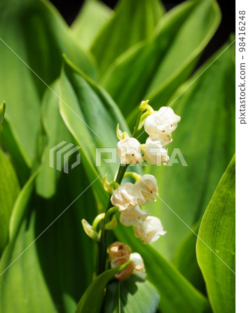 Lily of the valley after flowering 98416248
