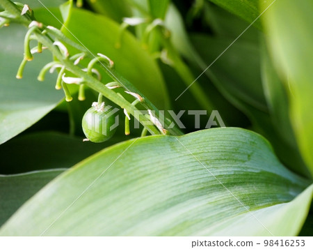 Suzuran noodles 98416253