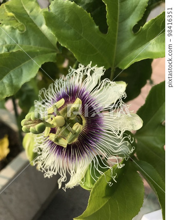 Passionflower flowers Passionflower flowers 98416351