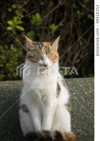 sleeping stray cat sleeping stray cat 98416352