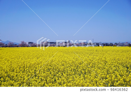 油菜花和櫻花,日本奈良縣橿原市藤原宮遺址油菜花花園 油菜花和櫻花,日本奈良縣橿原市藤原宮遺址油菜花花園 98416362