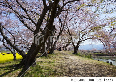 日本奈良縣橿原市藤原宮廢墟油菜花花園櫻花 日本奈良縣橿原市藤原宮廢墟油菜花花園櫻花 98416365