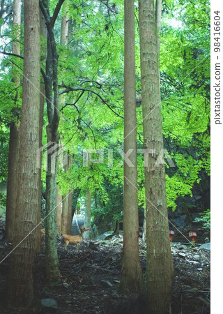 forest with deer forest with deer 98416604