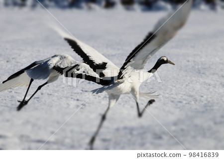 Tancho (Tanpo) 98416839